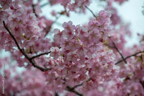 豊前の河津桜