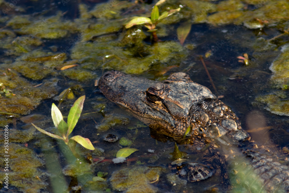 baby alligator baby alligator