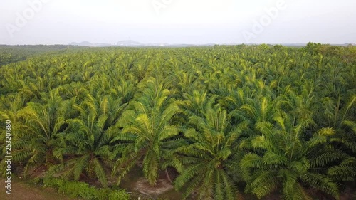 Wallpaper Mural 4K Footage. Aerial view of palm oil plantation in Asia. Agricultural background. Torontodigital.ca