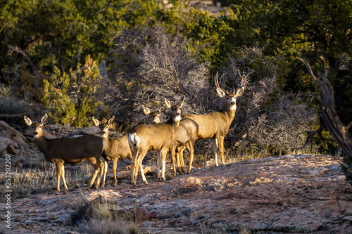 Konstfotografi Mule deer family