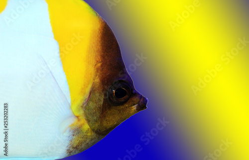 Pyramid Butterflyfish - beautiful tropical fish in aquarium