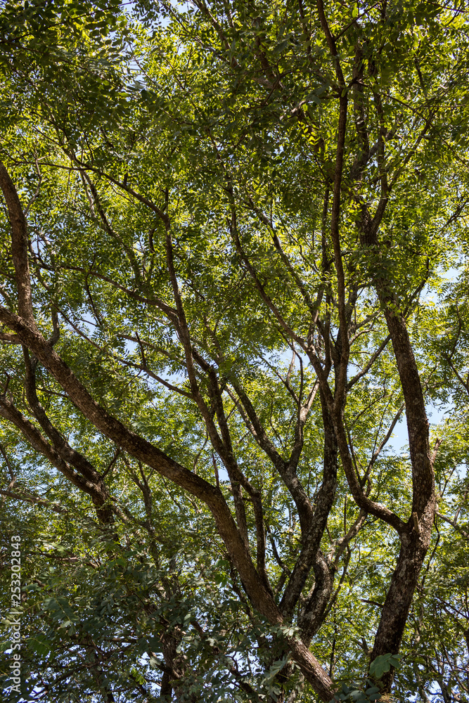 tree behind the leaves tree behind the leaves