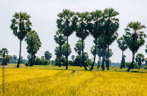sugar palm tree on rice fields