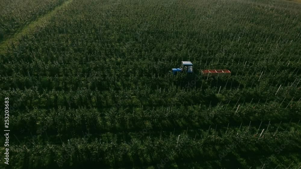 Tractor Works In The Orchard. Fruits Transportation. Tractor Works In The Orchard. Fruits Transportation.