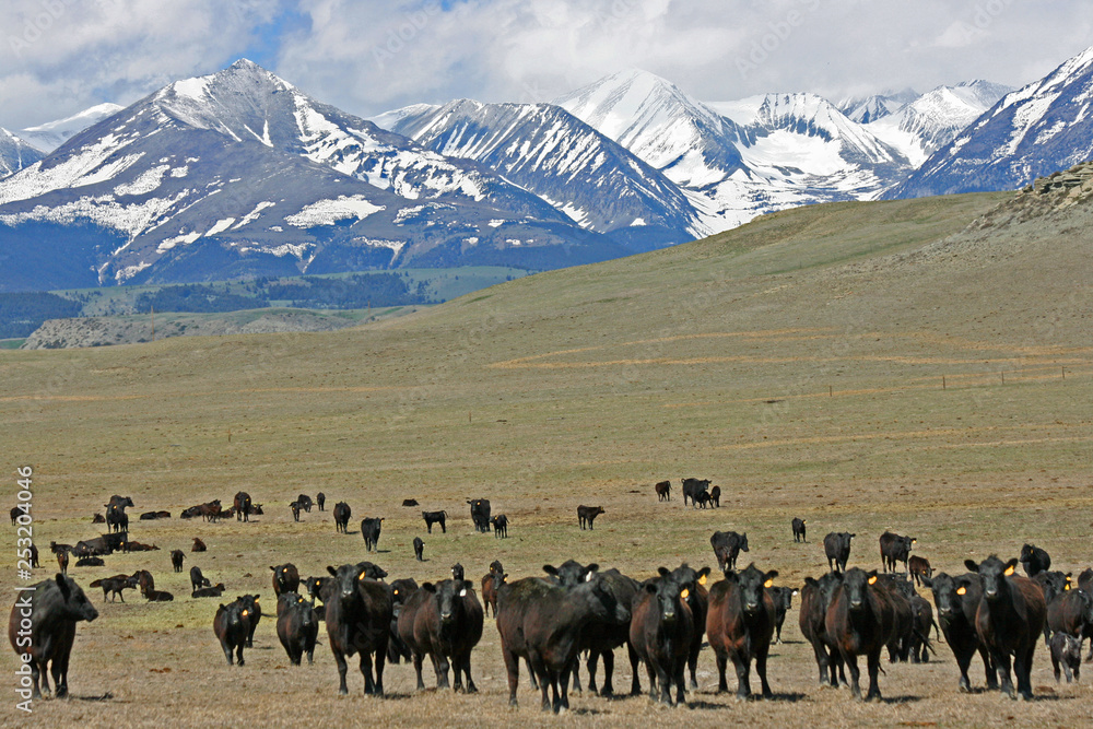 Cow are coming, Montana