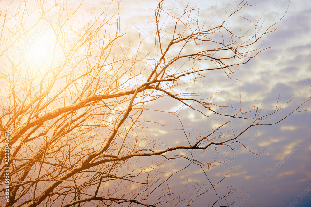 Obraz premium dry tree bushes over sunset sky with sun flare