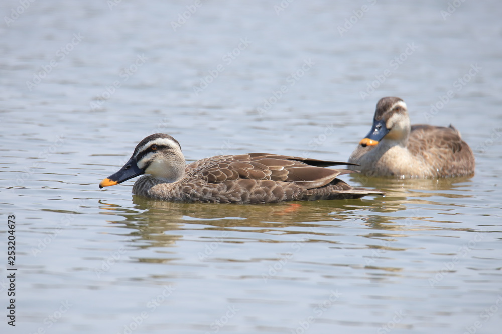 ツガイのカルガモ Eastern spot-billed duck ツガイのカルガモ Eastern spot-billed duck