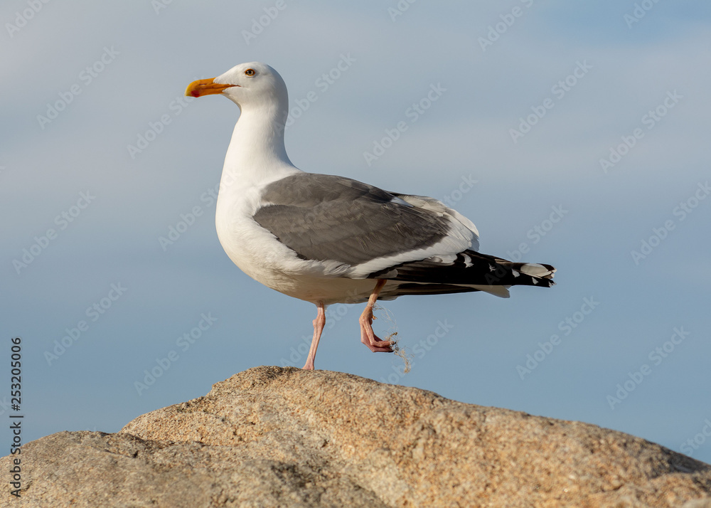 Poor miserable hurting Seagull with fishing line on its foot- environmental trash Poor miserable hurting Seagull with fishing line on its foot- environmental trash