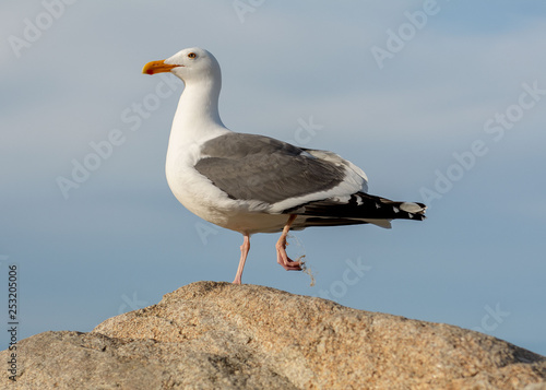 Poor miserable hurting Seagull with fishing line on its foot- environmental trash