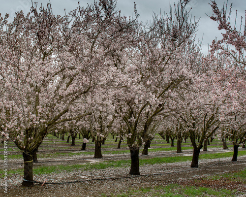 An almond orchard in bloom in California  USA