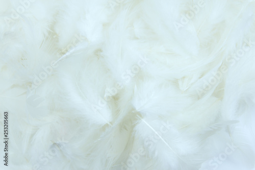 white feather texture background.
