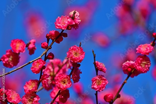 青空バックに咲く満開の紅梅