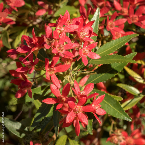 Bright red Christmas Bush flowers - native NSW bush which turns from white to red around Christmas