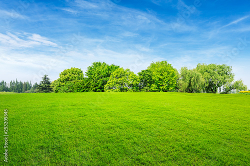 Fototapeta Naklejka Na Ścianę i Meble -  Green grass and forest in summer season