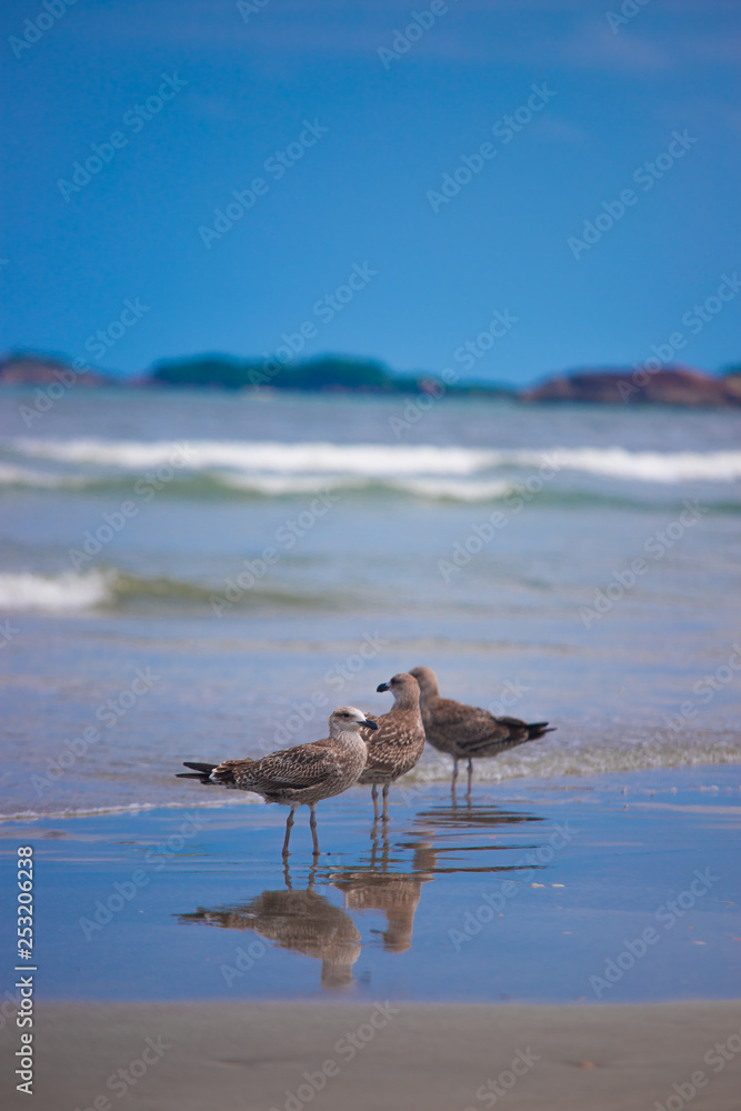 Naklejka premium bird on the beach