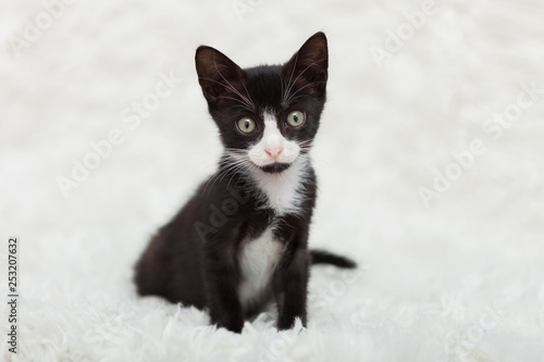 Tuxedo kitten on a white shag rug background