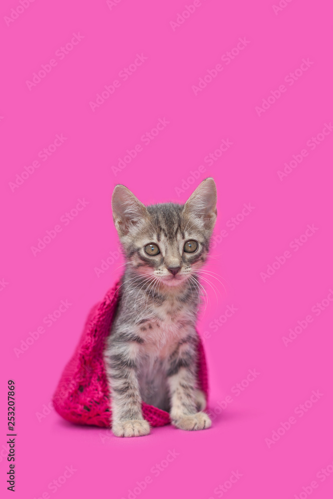 Tabby kitten in pink lace hat, pink background