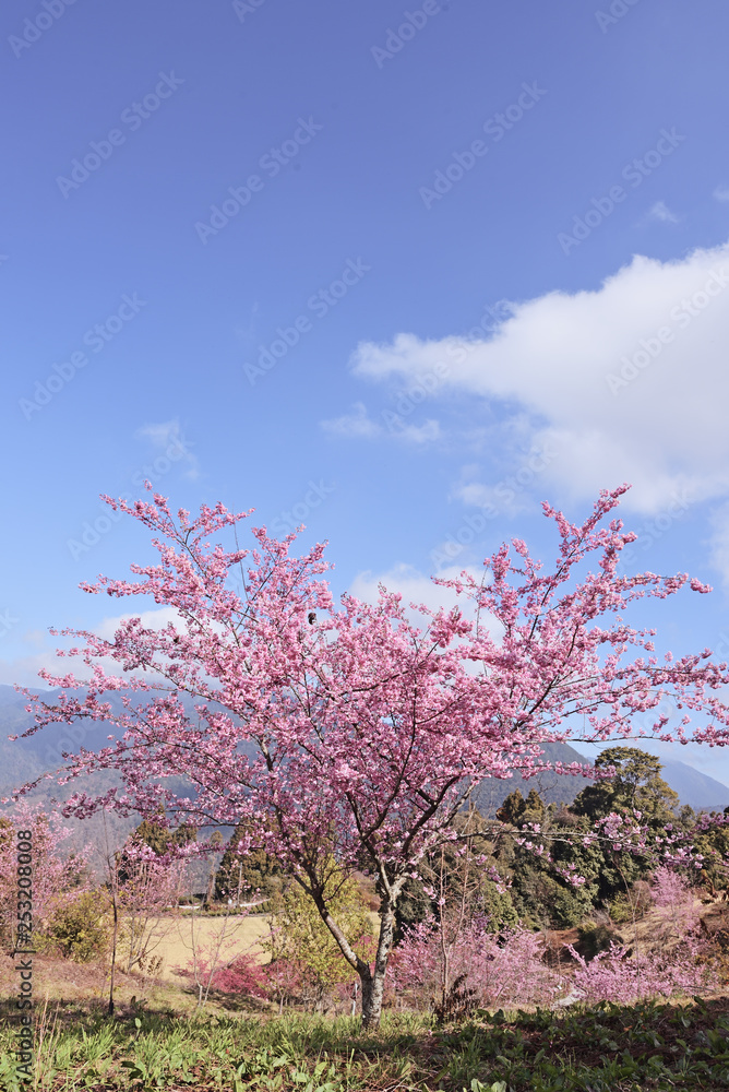 Cherry blossoms in full bloom under blue sky Cherry blossoms in full bloom under blue sky