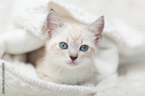 White Siamese tabby kitten laying inside of a white blanket
