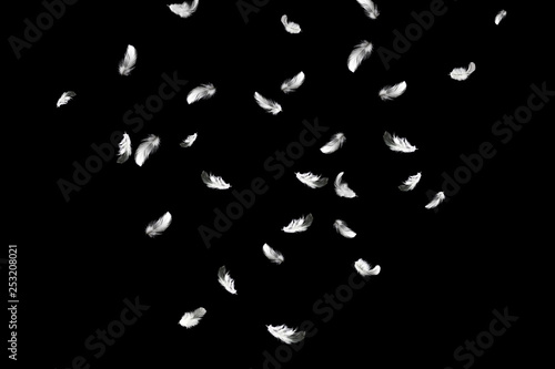 Abstract background. white feathers falling in the dark. © Siwakorn1933