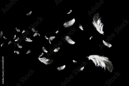 Abstract Group of White Bird Feathers Floating in The Dark. Feathers on Black Background. Down Feathers