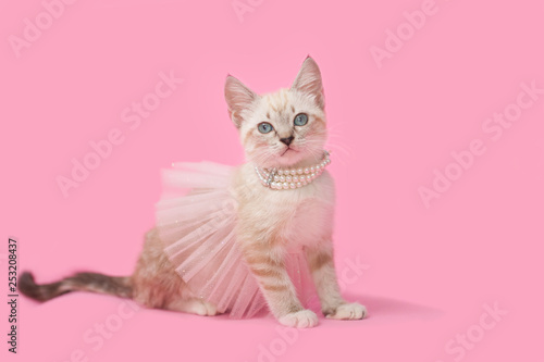 Adorable tan brown tabby kitten with pink background