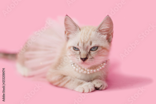 Konstfotografi Adorable tan brown tabby kitten with pink background