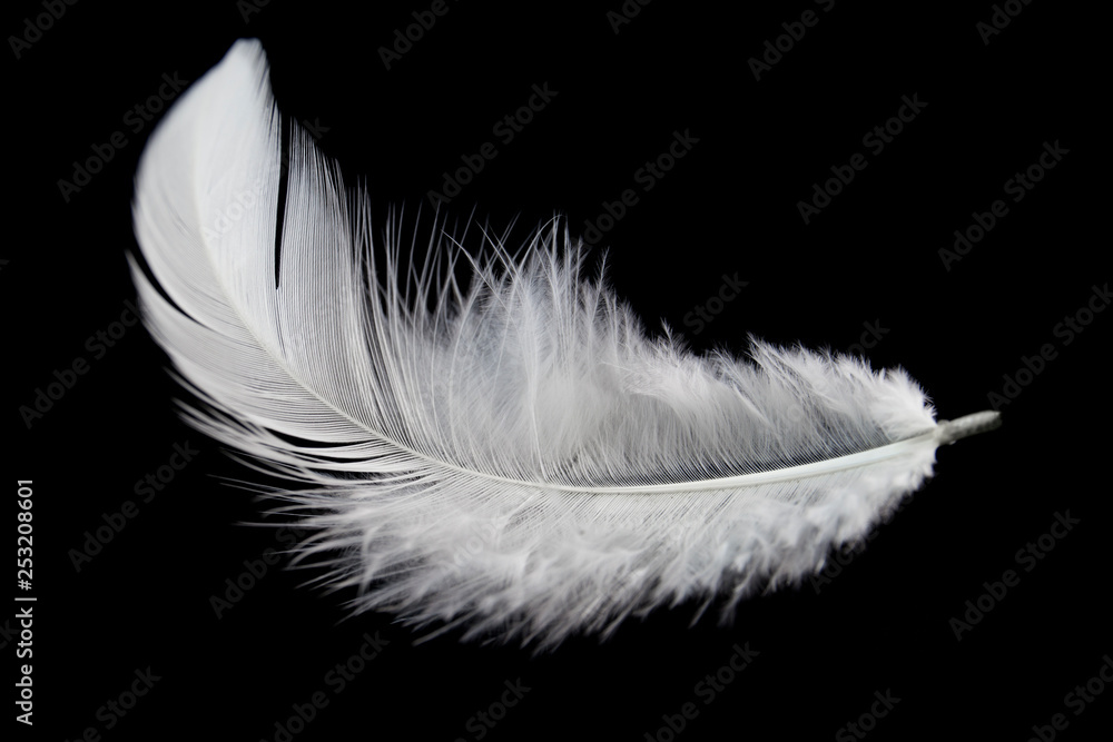 Single white feather isolated on black background - obrazy, fototapety, plakaty 