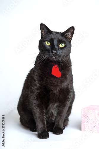 Valentine Kitty