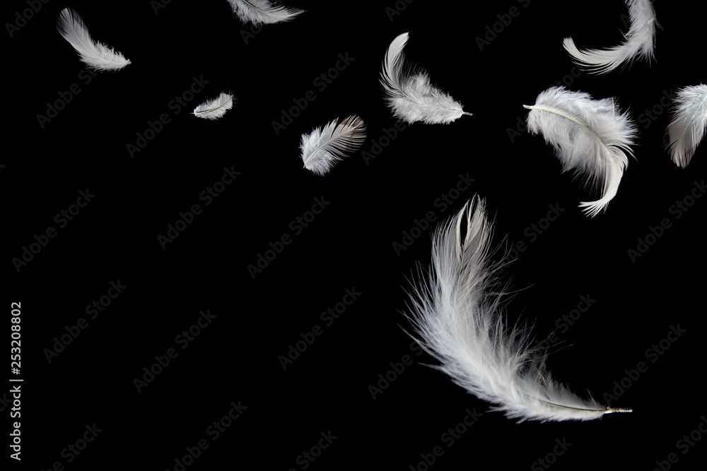 Naklejka White feathers falling on black background. Down swan feathers