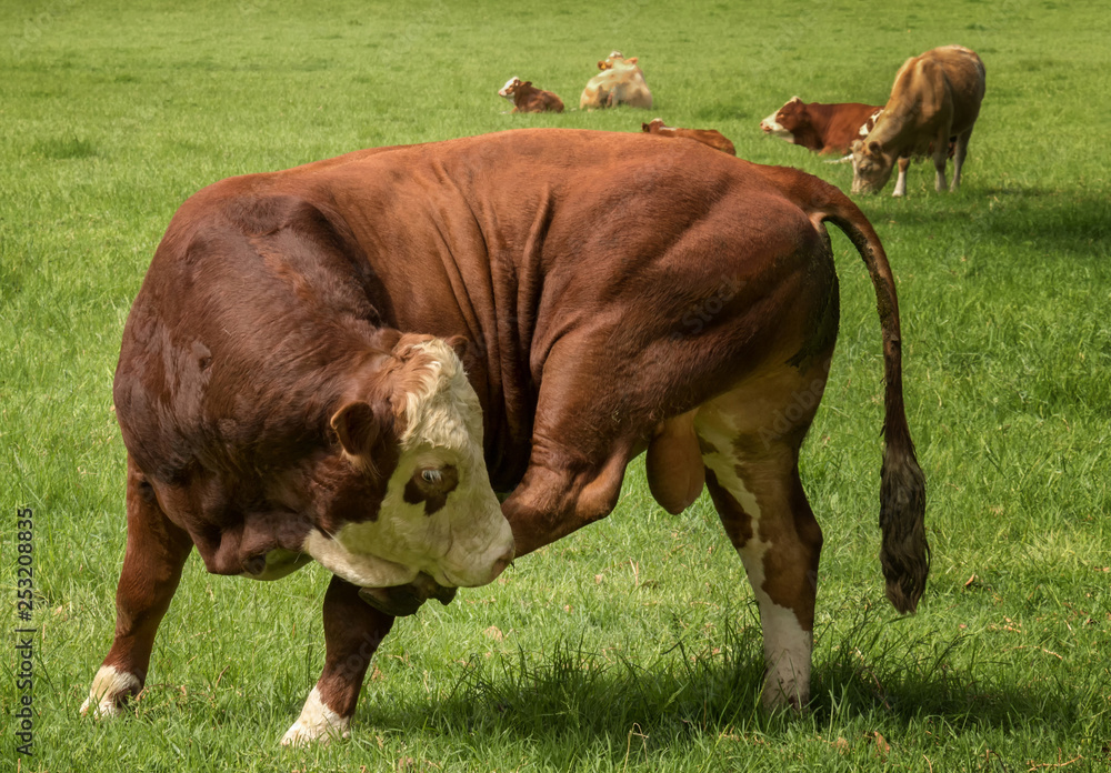 Fototapeta premium Closeup of Hereford bull standing in grassy field in rural New Zealand