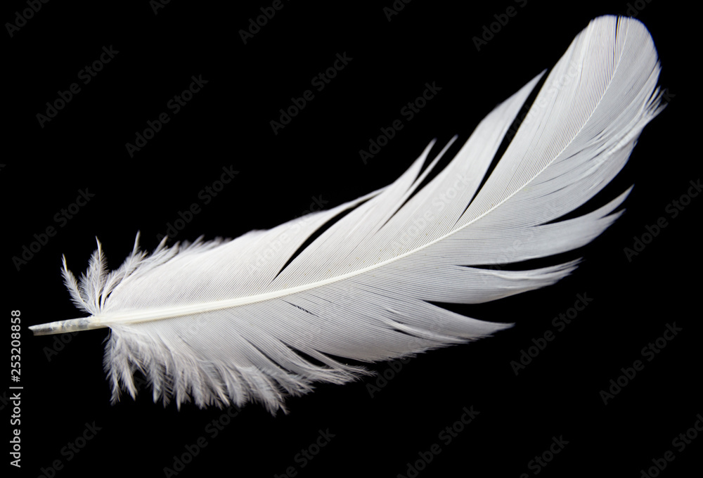 Single white feather isolated on black background Single white feather isolated on black background