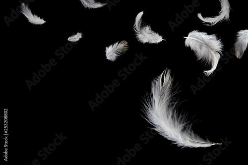 White feathers falling on black background. Down swan feathers 
