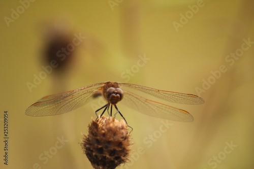 dragonfly on a leaf © Donald