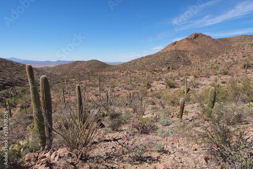 Fotografie Saguaro cacti, Carnegiea gigantea, on the King Canyon Trail in Saguaro National Park near Tucson, Arizona