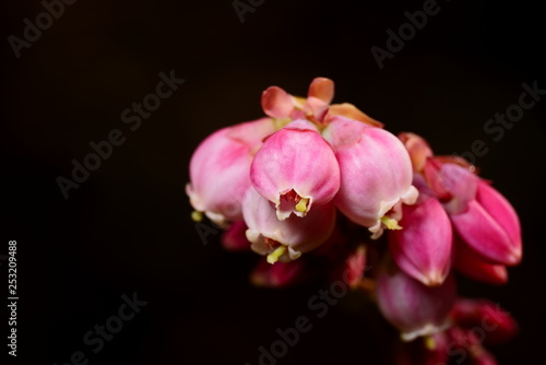 flowers of blueberry on a black background