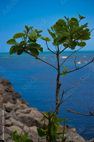 Fototapeta Naklejka Na Ścianę i Meble -  tree on beach