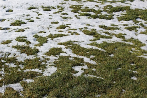 Melting snow on a lawn