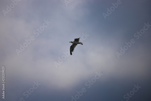 seagull flying in the sky