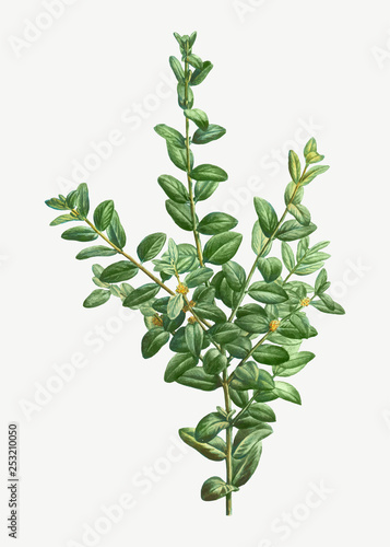 Boxwood bush