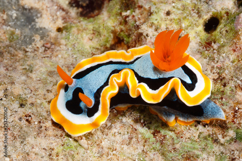 Nudibranch, Chromodoris annae
