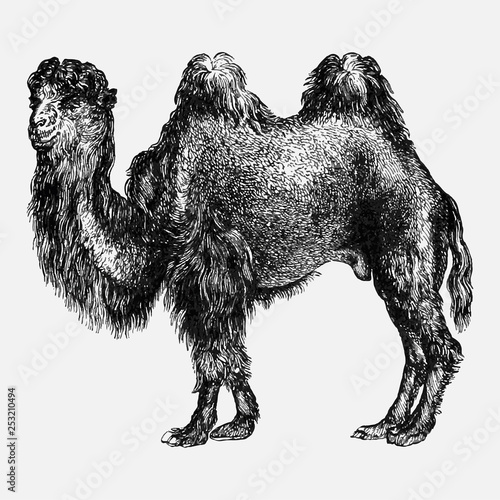 Vintage camel illustration