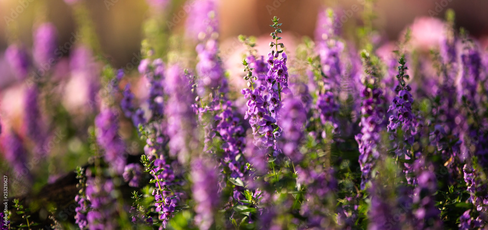 Naklejka premium field of purple flowers