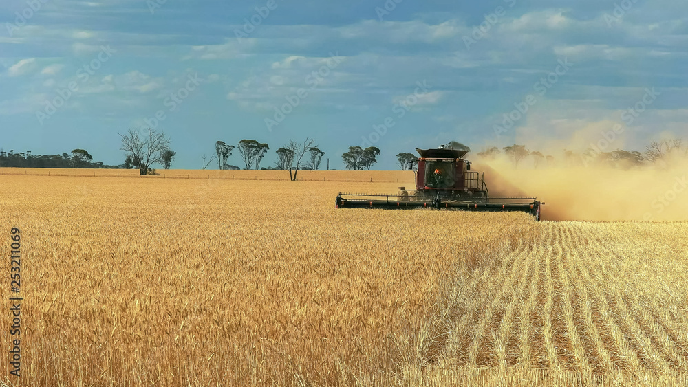 Naklejka premium a header is used on a western australian wheat farm to harvest
