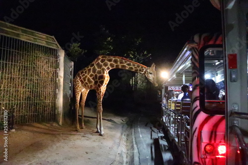 Photography giraffes at night