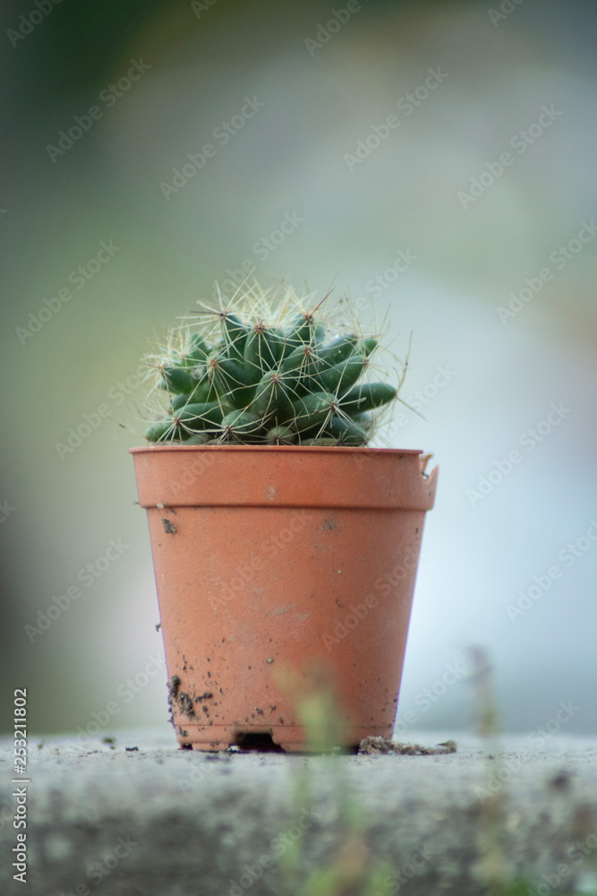 cactus in a pot