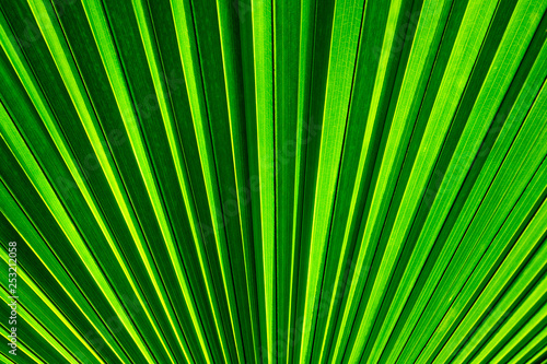 striped of palm leaf  abstract green background