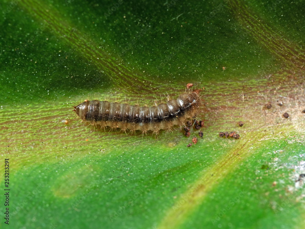 Macro Photo of Caterpillar on Green Leaf Macro Photo of Caterpillar on Green Leaf