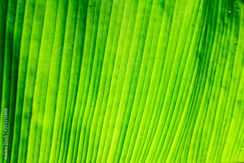 Banana leaf texture background. 