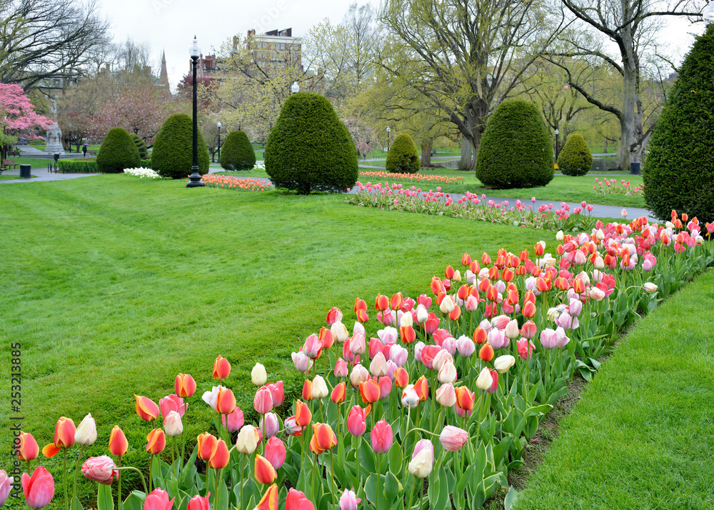 Rows of Tulips and Tree Flowers in Boston Public Garden